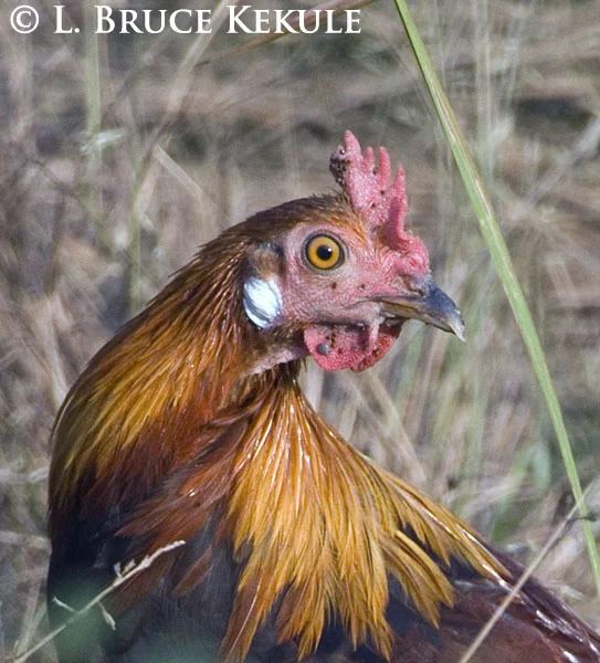 red-jungle-fowl-with-ticks-1.jpg