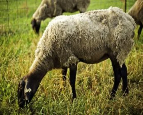 Insect Control for Sheep and Goats.jpg