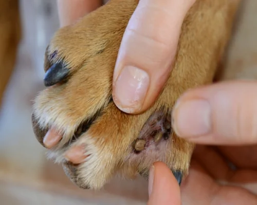 Ticks between toes.jpg