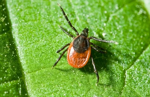 blackleggedtick.jpg