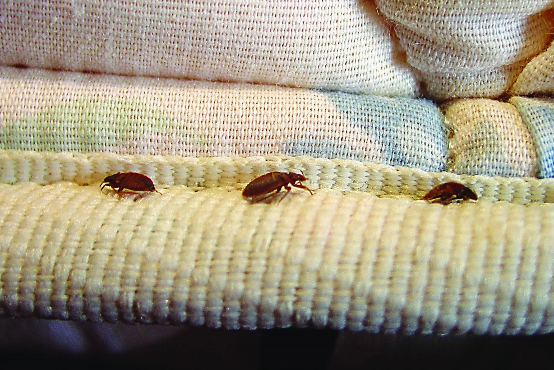bed-bugs-crawling-on-mattress-seam_2096x1544.jpg