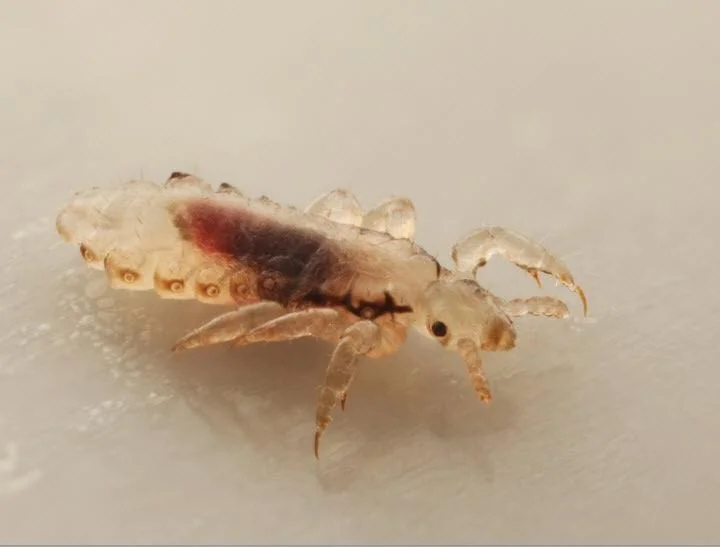 LICE_94e18.jpg