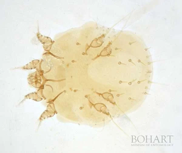 sarcoptes-scabiei.jpg