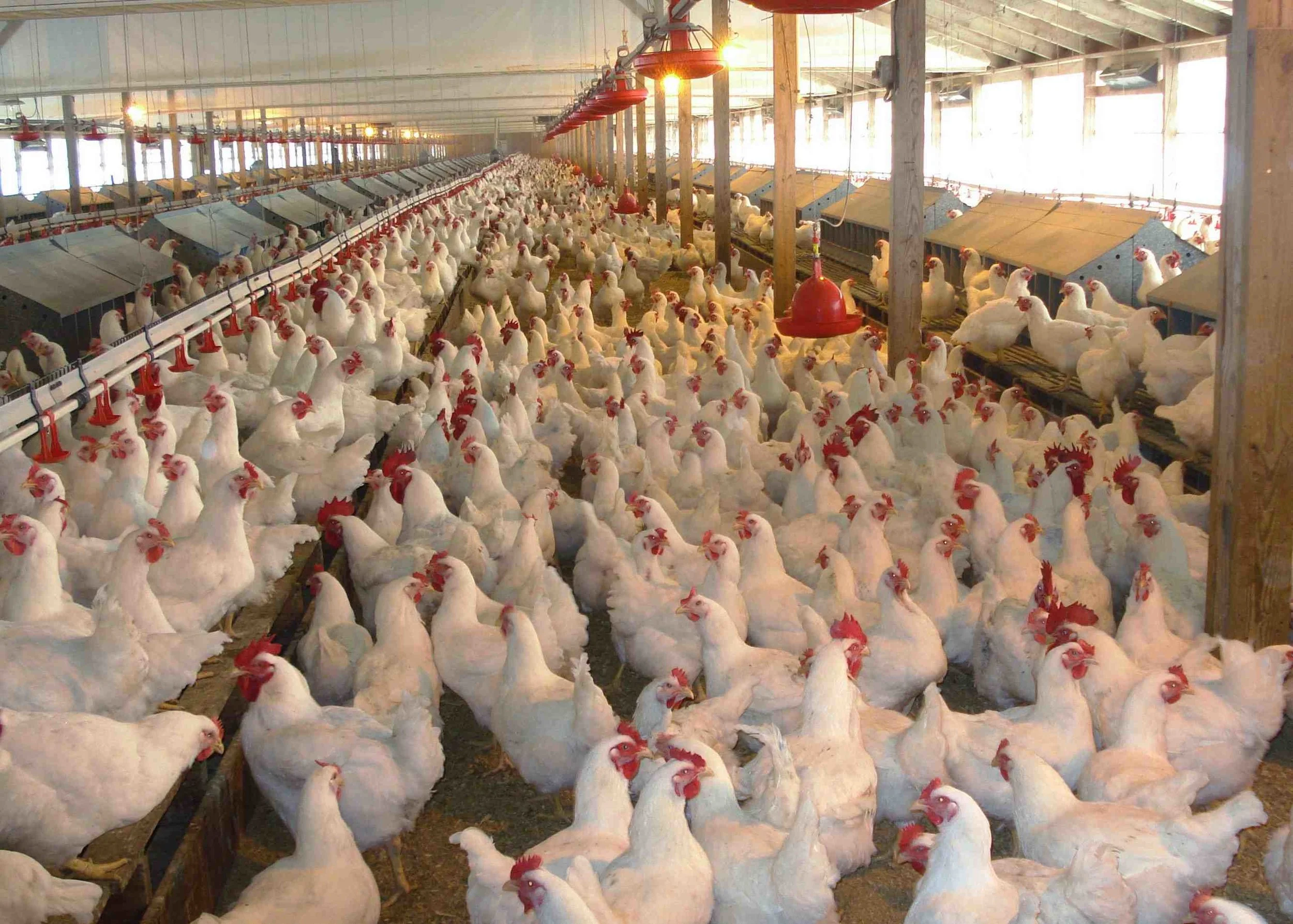 poultry-farm.jpg