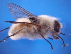 house-fly-with-fungus.jpg