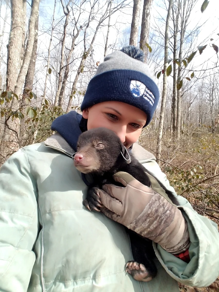 Black bear cub that was processed during the den checks this year. 