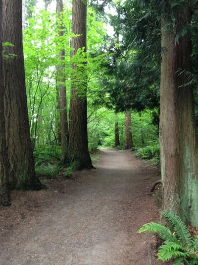 trees.jpg