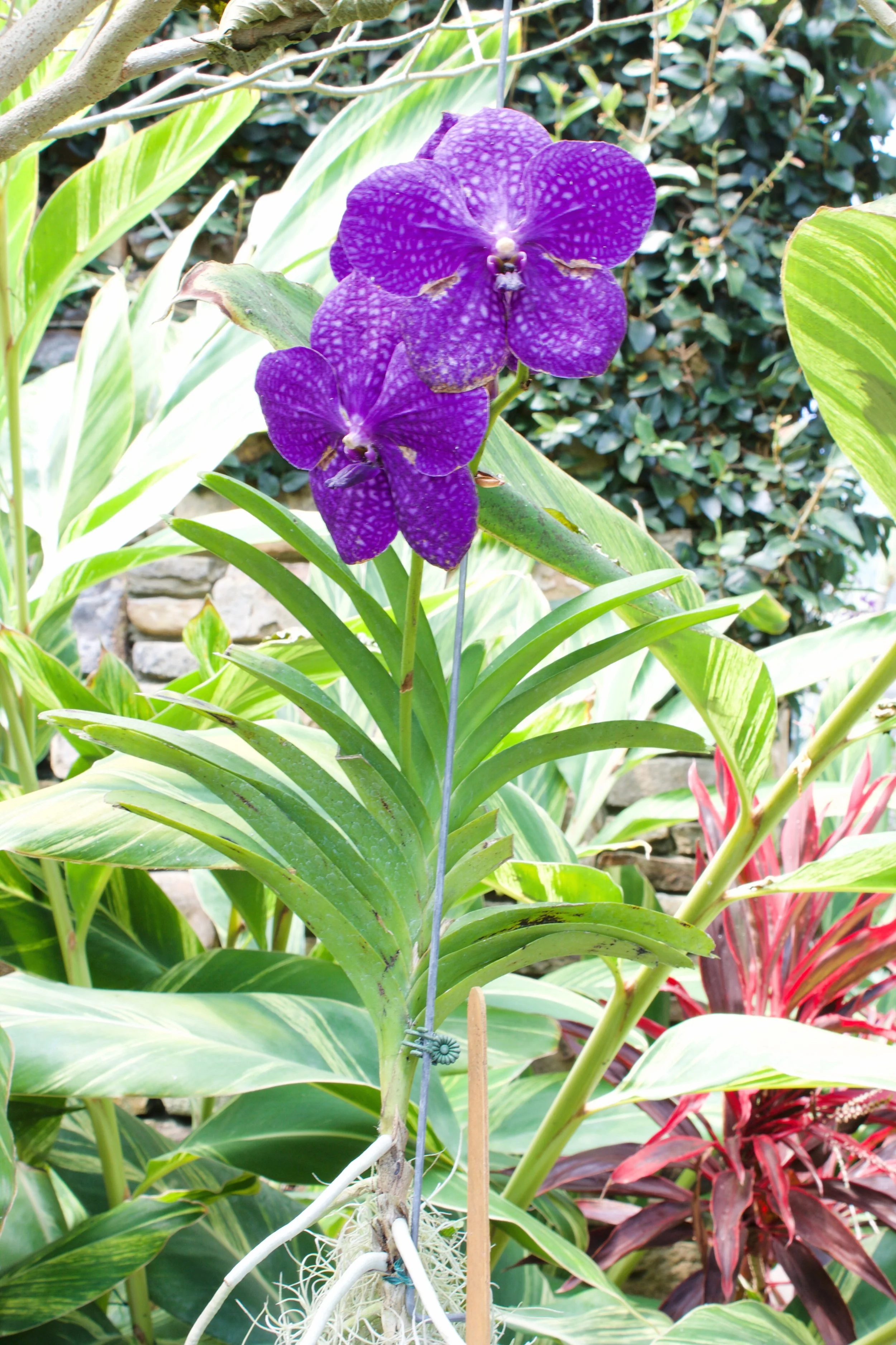 orchid - botanical gardens conservatory 