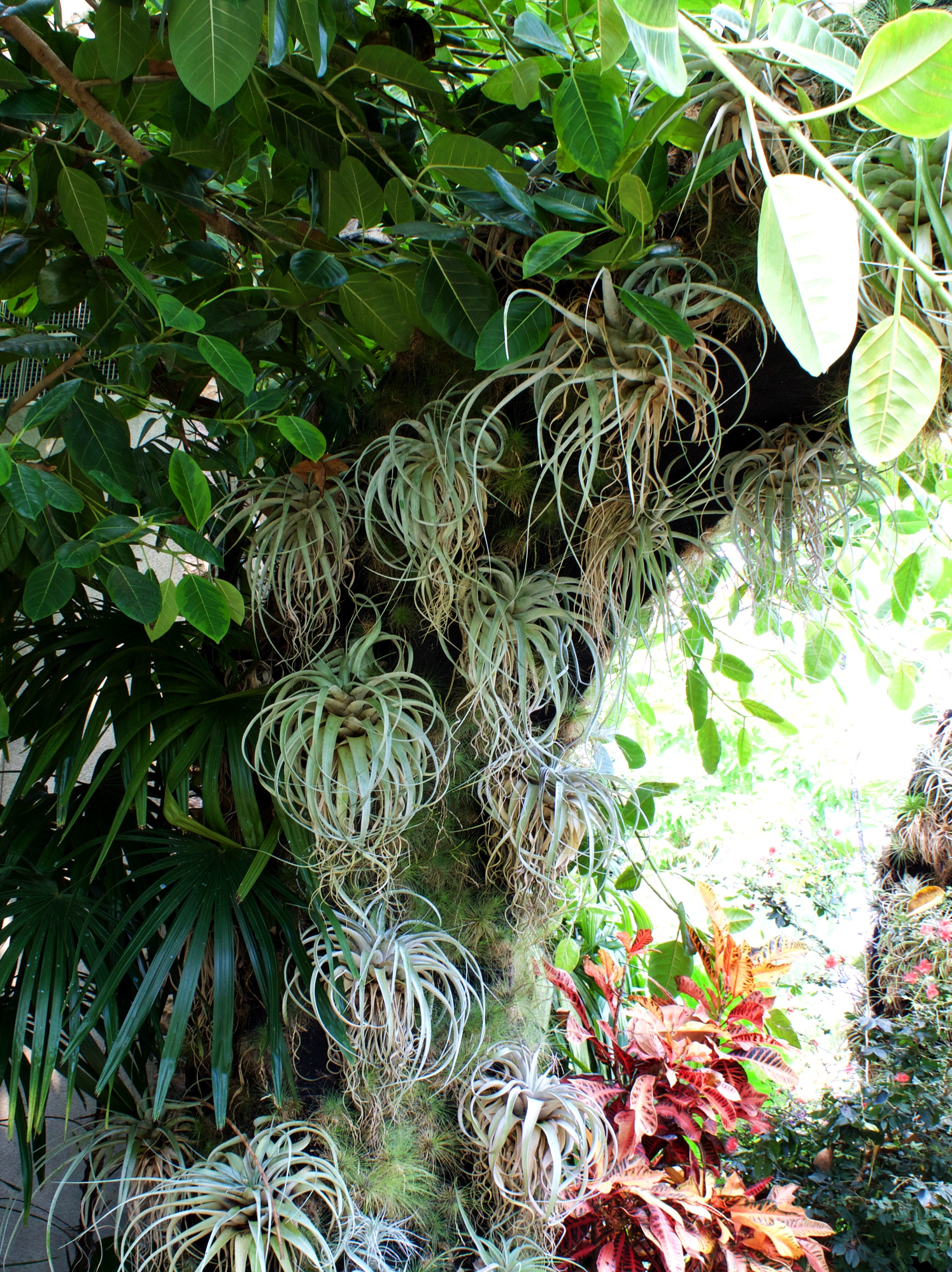 air plants - botanical gardens conservatory