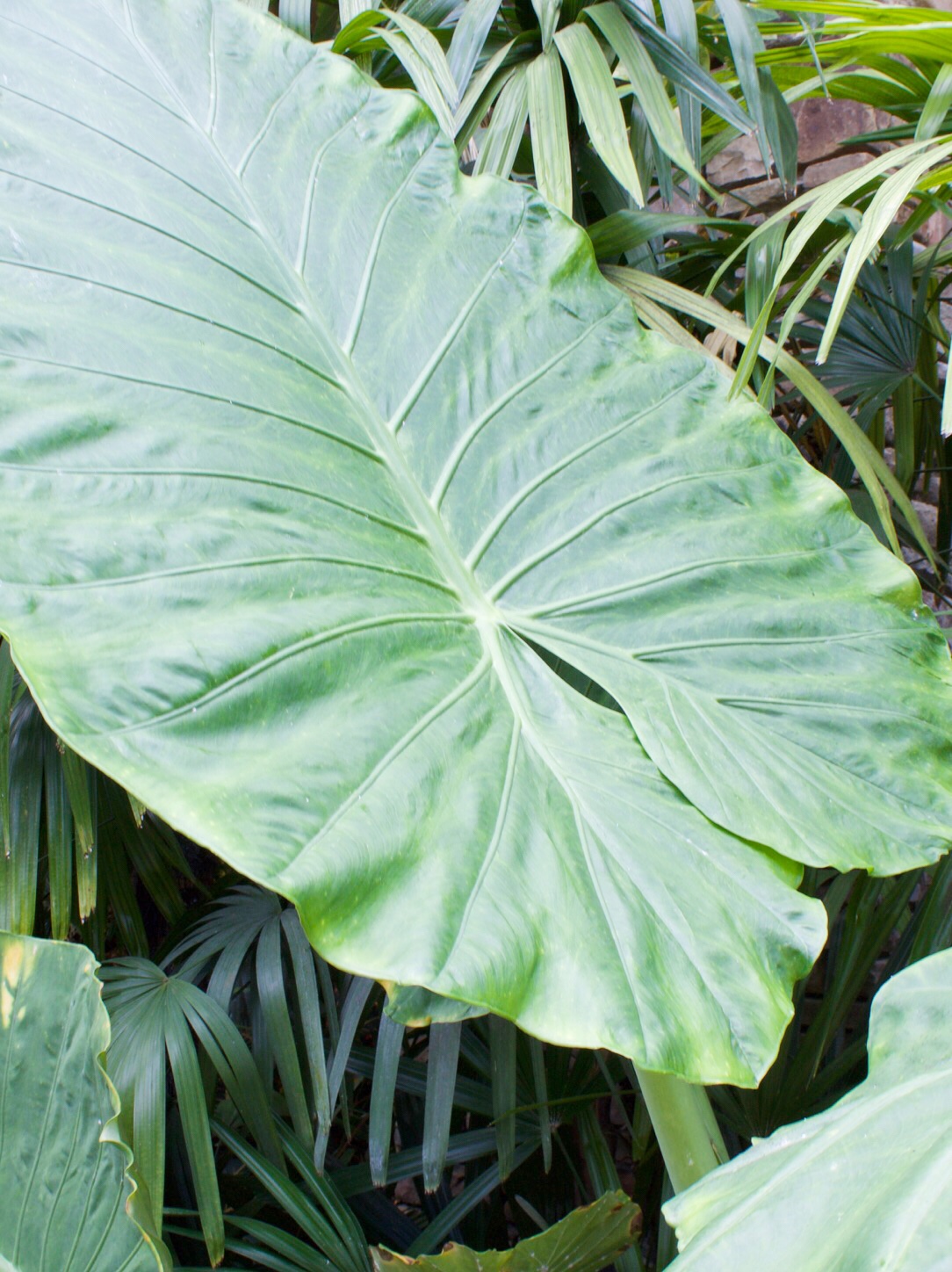 Giant elephant ear - daniel stowe botanical gardens