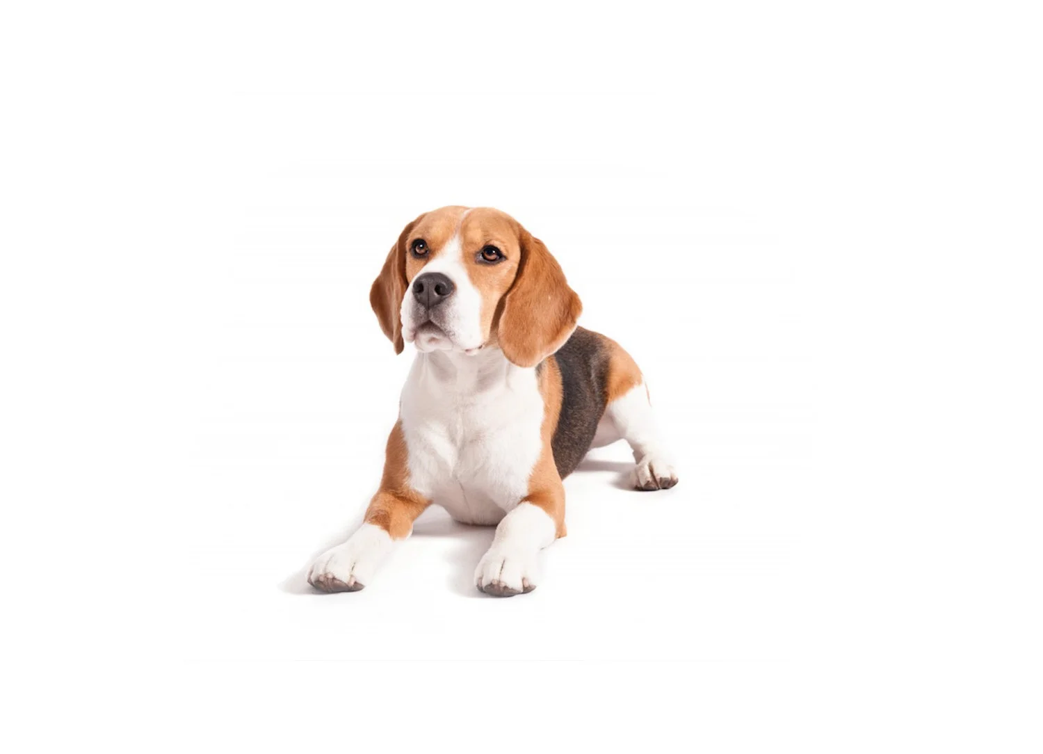 BEAGLE+PHOTOSHOP.jpg