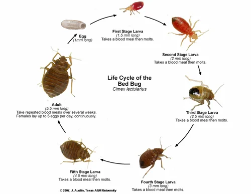 bblifecycle.jpg