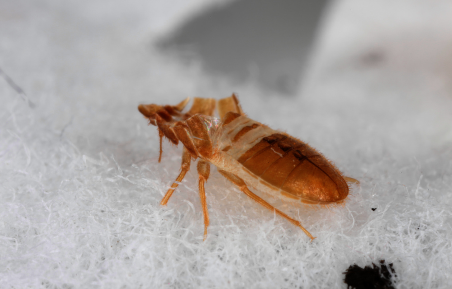 Some bedbugs are better climbers than others, and the bloodsuckers’ climbing prowess has practical implications. To detect and monitor bedbugs, people use an array of strategies including do-it-yourself setups and dogs. Pitfall traps, which rely on smooth inner walls to keep the critters from escaping, are highly effective for detecting and monitoring an infestation. The traps are sold around the world, but they have been tested only with common bedbugs ( Cimex lectularius ) — the most common species in the United States. As it turns out, tropical bedbugs ( C. hemipterus ) can easily scale the walls of pitfall traps, Chow-Yang Lee, an entomologist at Malaysia’s University of Science, and colleagues found in lab tests. While 24 to 76 percent of tropical bedbug strains escaped traps, only 2 or fewer percent of common strains made it out. In measurements of vertical frictional force, tropical bedbugs also came out on top. Further investigation revealed extra hairs on the tibial pads of tropical bugs’ feet. These may give their legs a better grip on trap walls, the researchers propose in the March 15 edition of the Journal of Economic Entomology.
