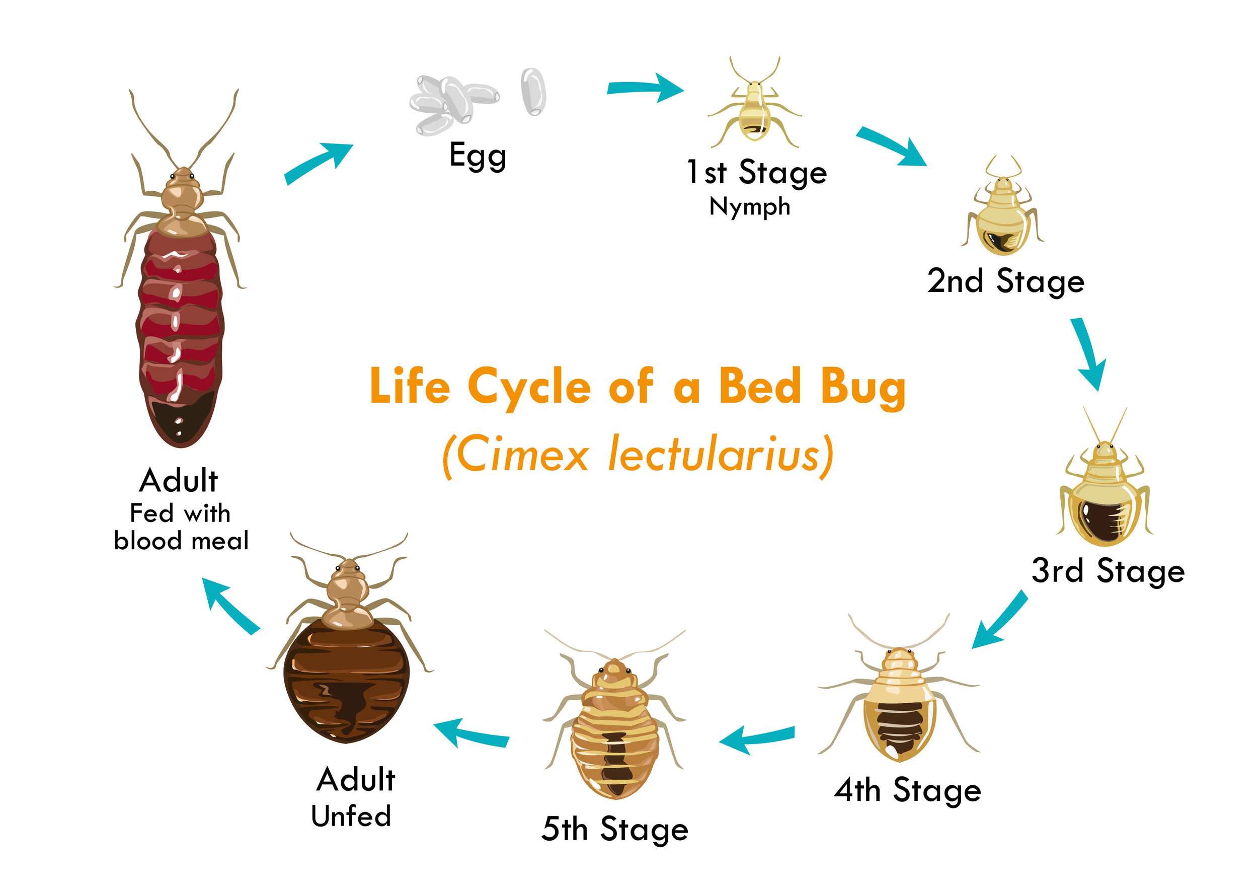 Bed Bug Exterminators Seattle LLC topbedbugkillersofseattle.com
