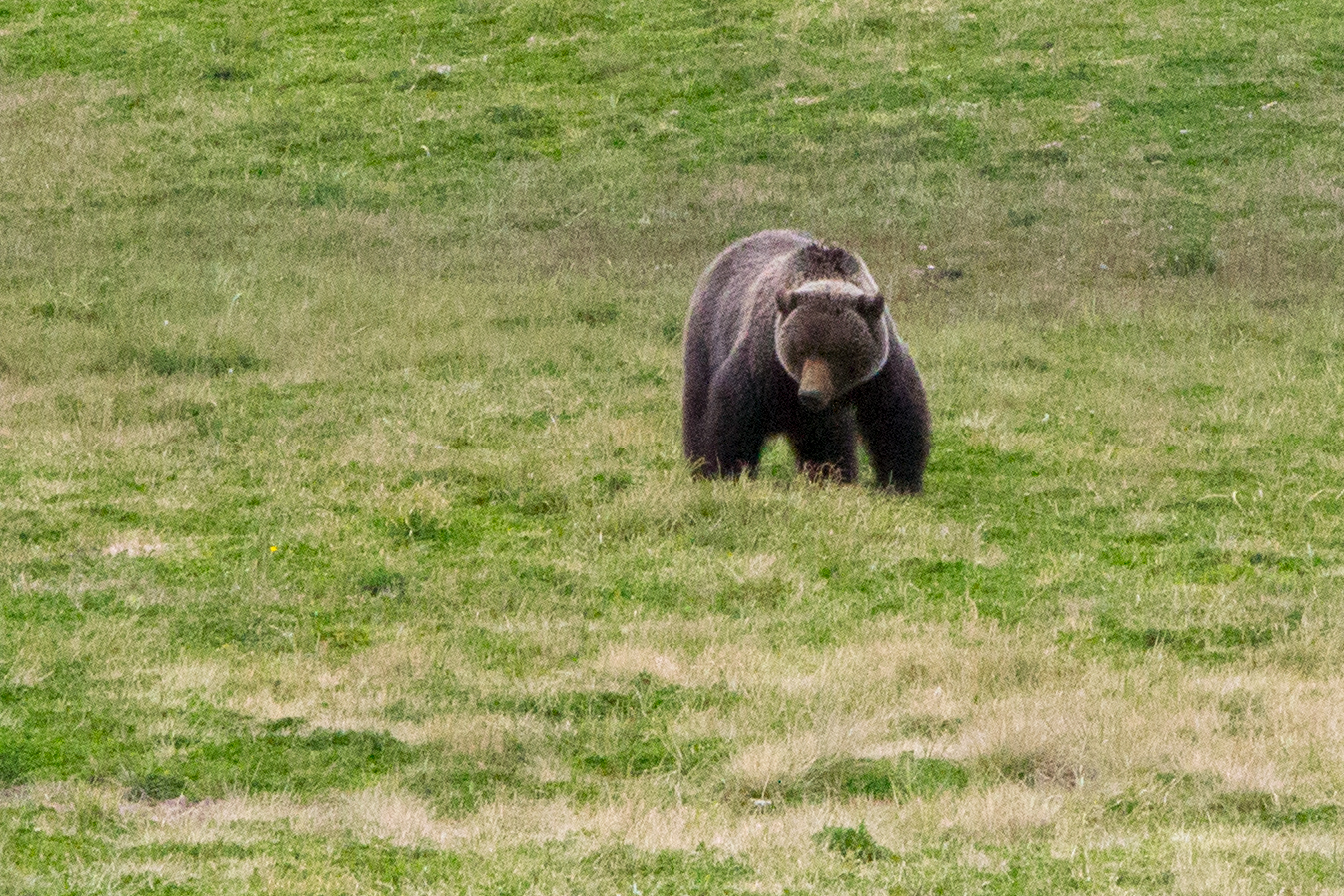 MJS_Bears_001.jpg
