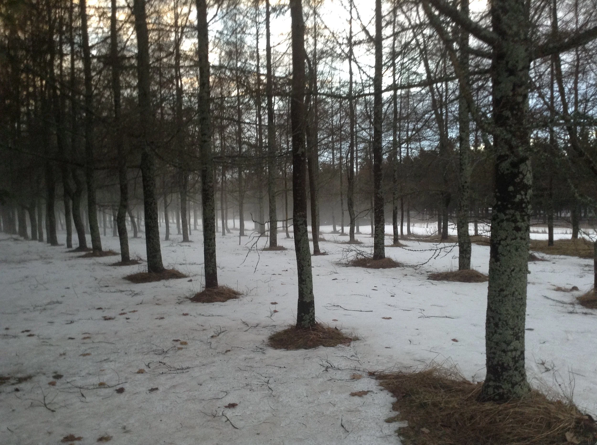 Tree Farm Thaw