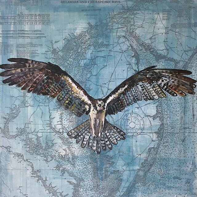 Osprey on a Delaware Maryland Chesapeake Bay nautical map! 20x20 SOLD
