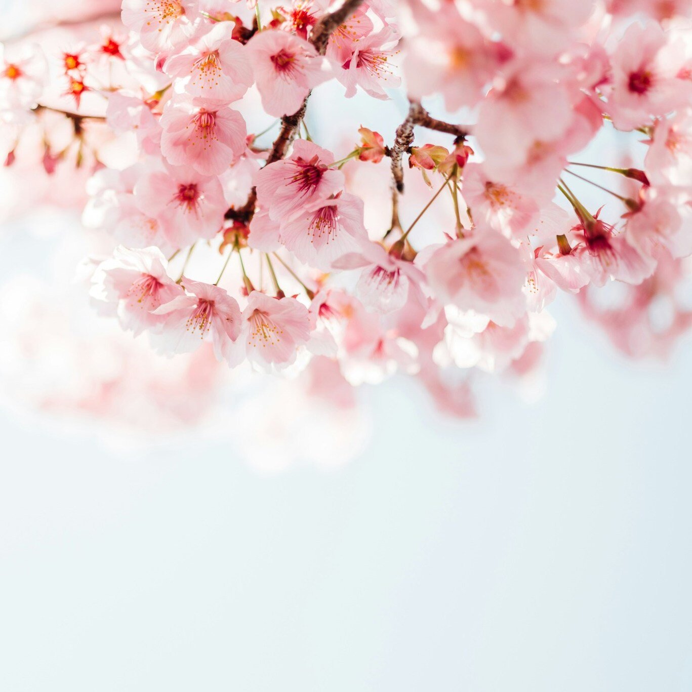 Spring is nearly upon us! Just today, I saw some of my local cherry blossom trees showing a whisper of pink, and before we know it they will be blossoming open in all of their springtime glory and painting the streets and sidewalks all around town th