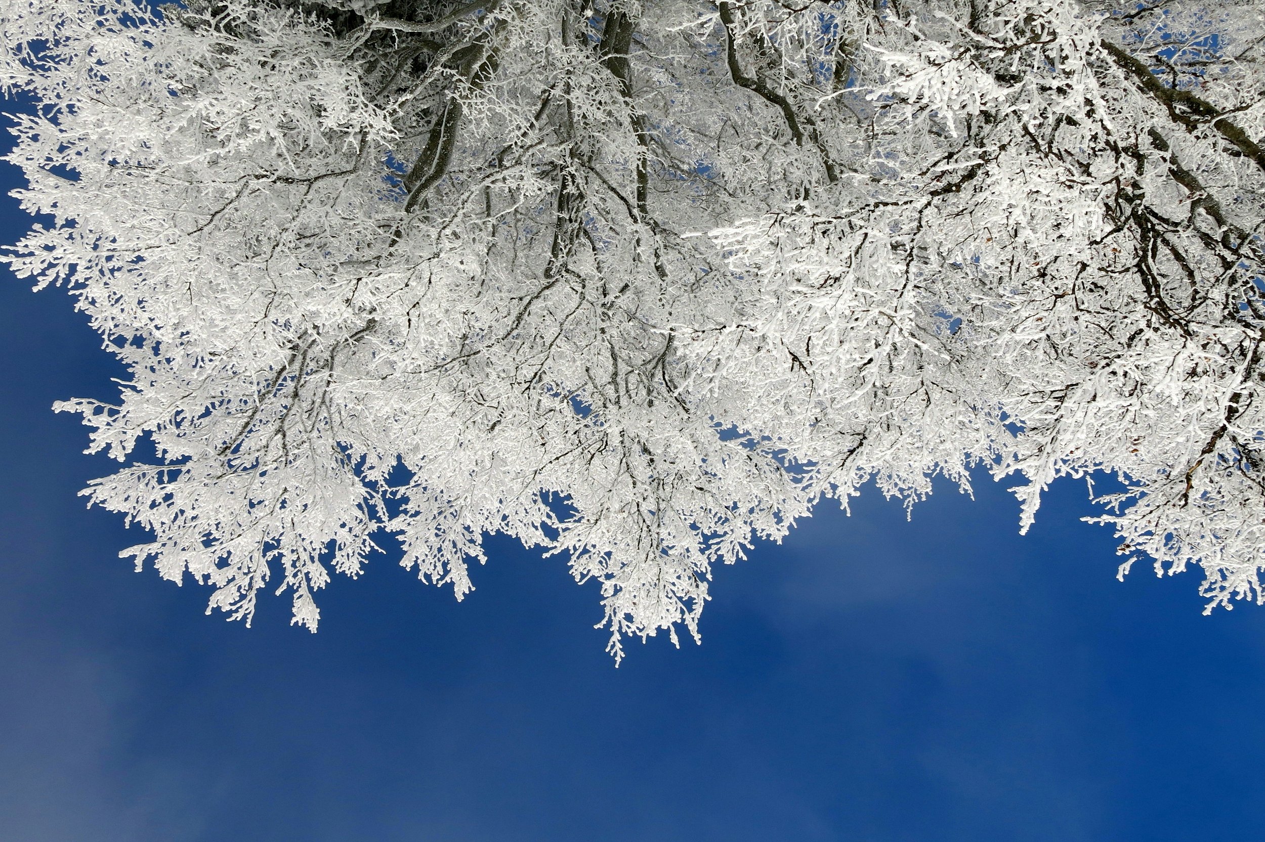 New Year’s Wellness Immersion ~ Day Retreat w/ Sarah + Dr. Kat [Portland]