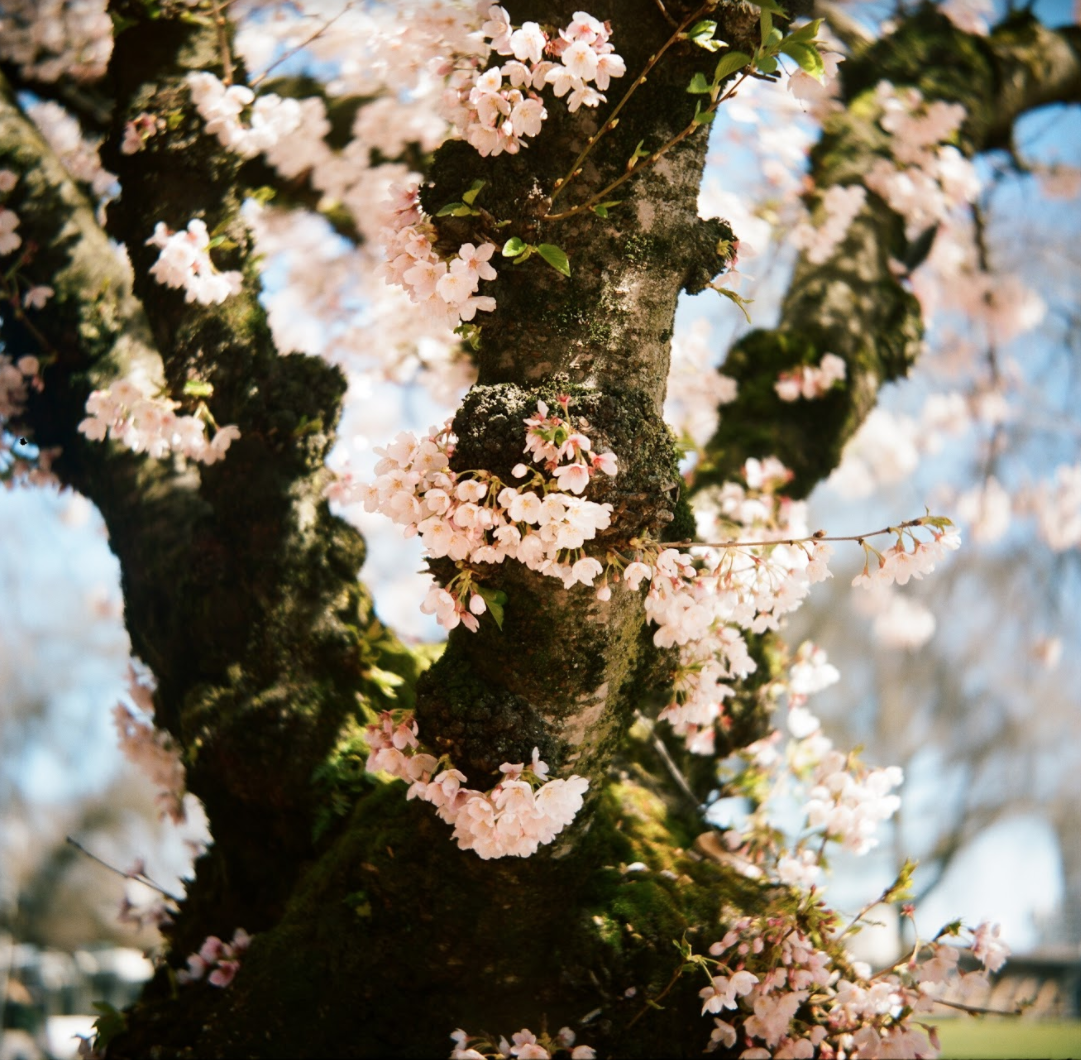Cherry_Blossoms_PDX_AG.png