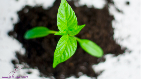 Blog - Title Photo Thrive.png