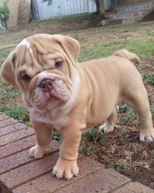 Bulldog Breed Jag Aussie Bulldogs For Sale Aussie Bulldog Price Outlet