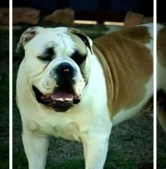 Chunky May2017.jpg