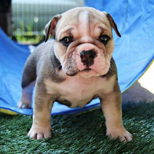 bullroarer aussie bulldogs