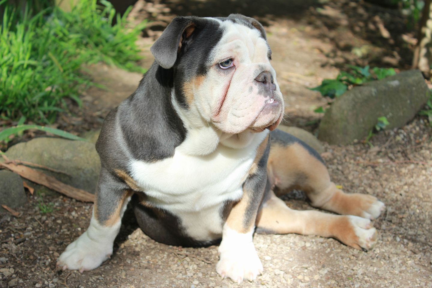 Vada - SugarBomb Aussie Bulldogs.jpg