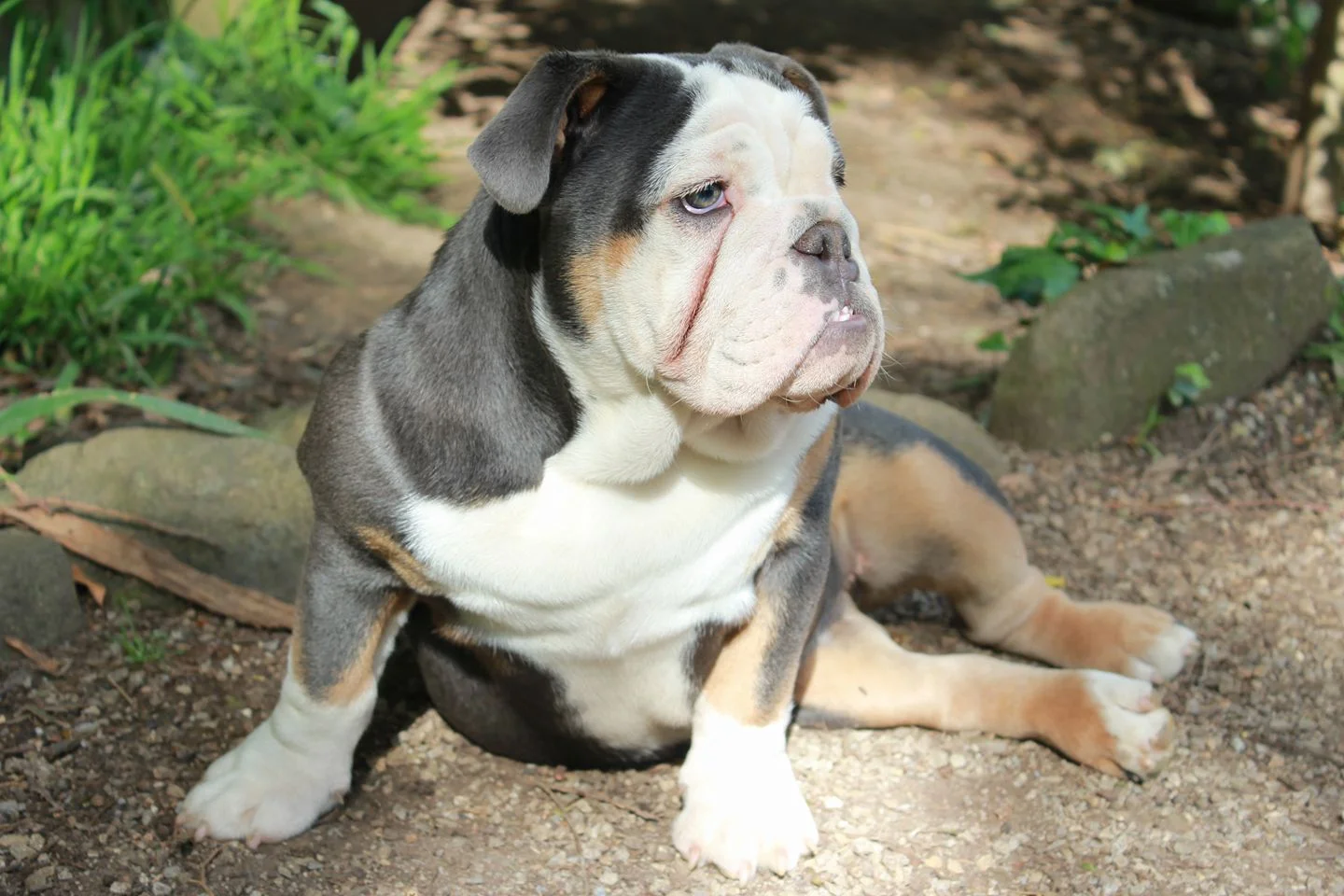 bullroarer aussie bulldogs