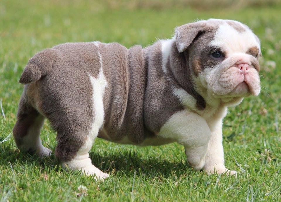 bullroarer aussie bulldogs