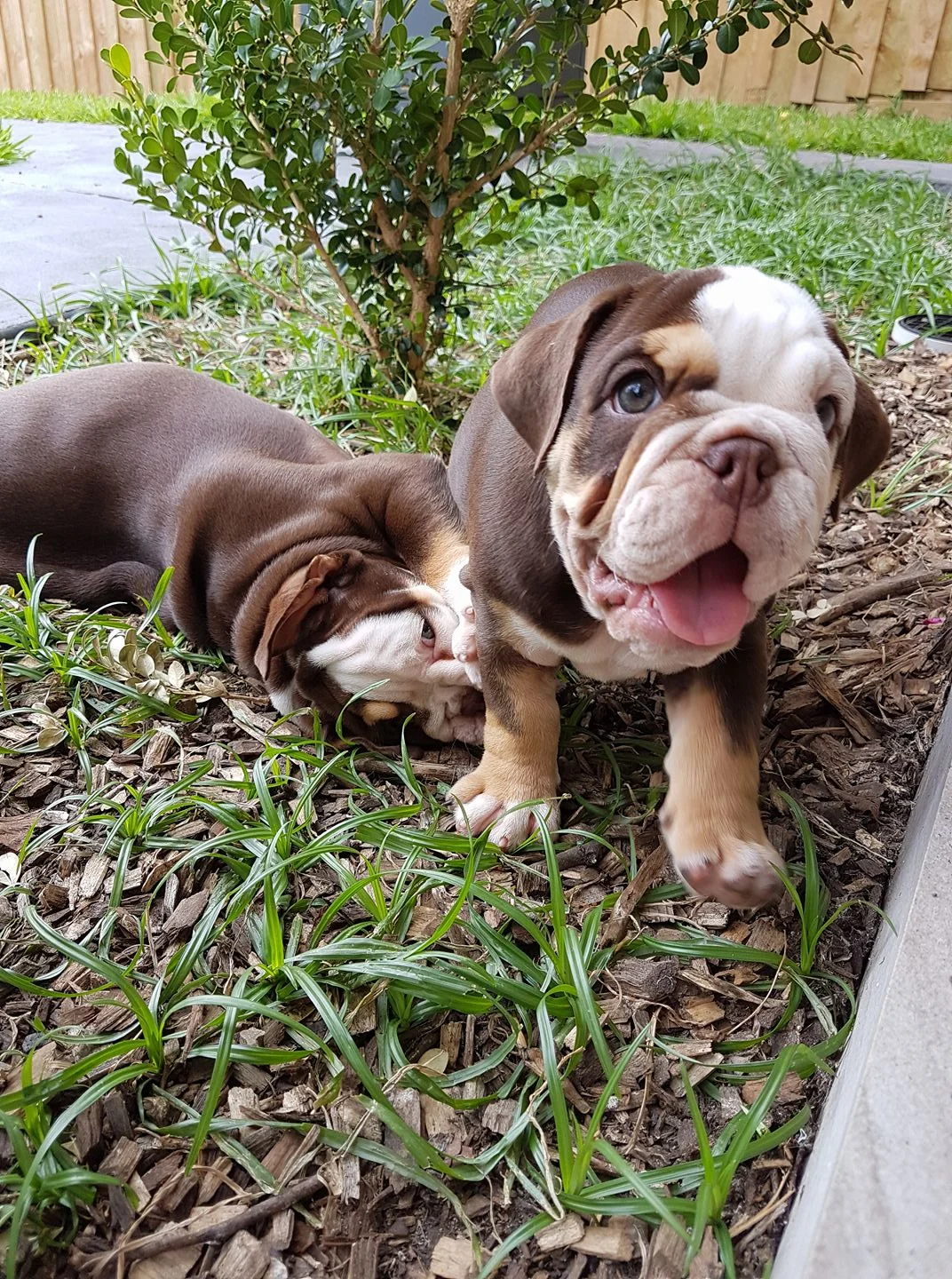 bullroarer aussie bulldogs