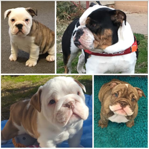 bullroarer aussie bulldogs