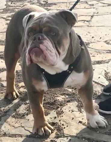 maple lee aussie bulldogs