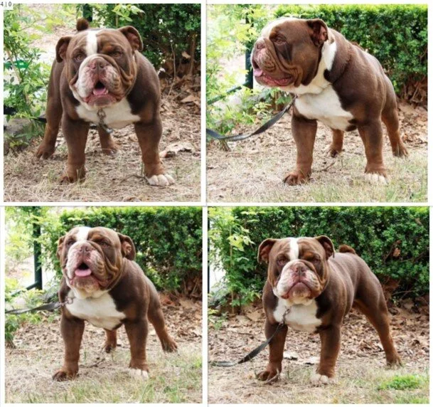 maple lee aussie bulldogs