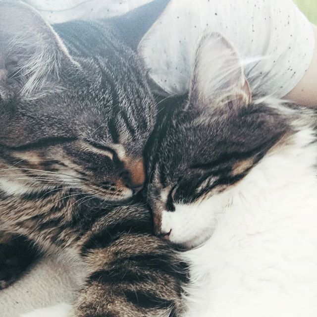 Not a lot of art at the moment, I'm sorry about that :/ I've been really busy trying to get back to my uni work and coordinate job, art, writing a paper, staying fit... So here are my two adorable babies as an apology. These two just make my life so much livelier since they moved in and I couldn't be more happy.
I'll get back on track soon, promise 😘
#art #artist #cats #kittens #catsofinstagram #brothers #work #update #busylife #spring #backontrack #catmom #katzen #chats #cutecats #sweethearts