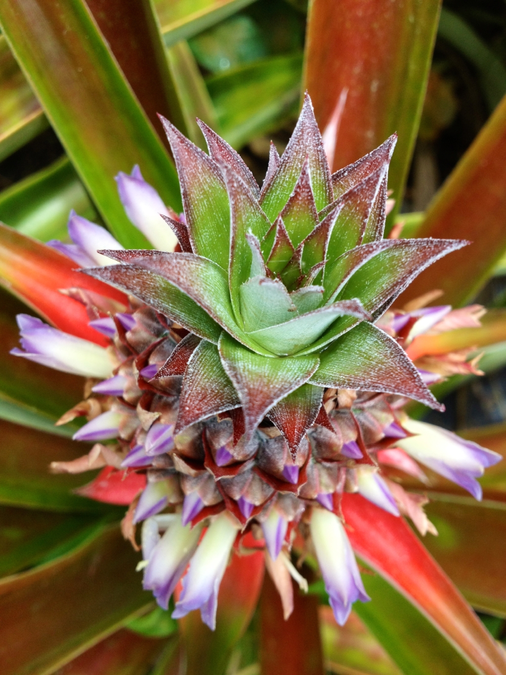 young pineapple on the farm