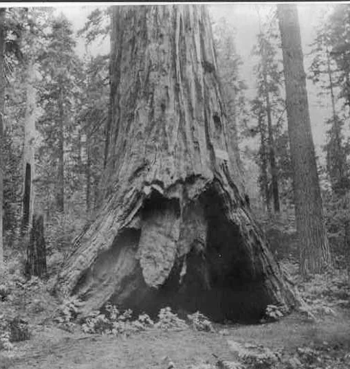 tree.jpg