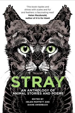 Stray-cover3-320x480.jpg