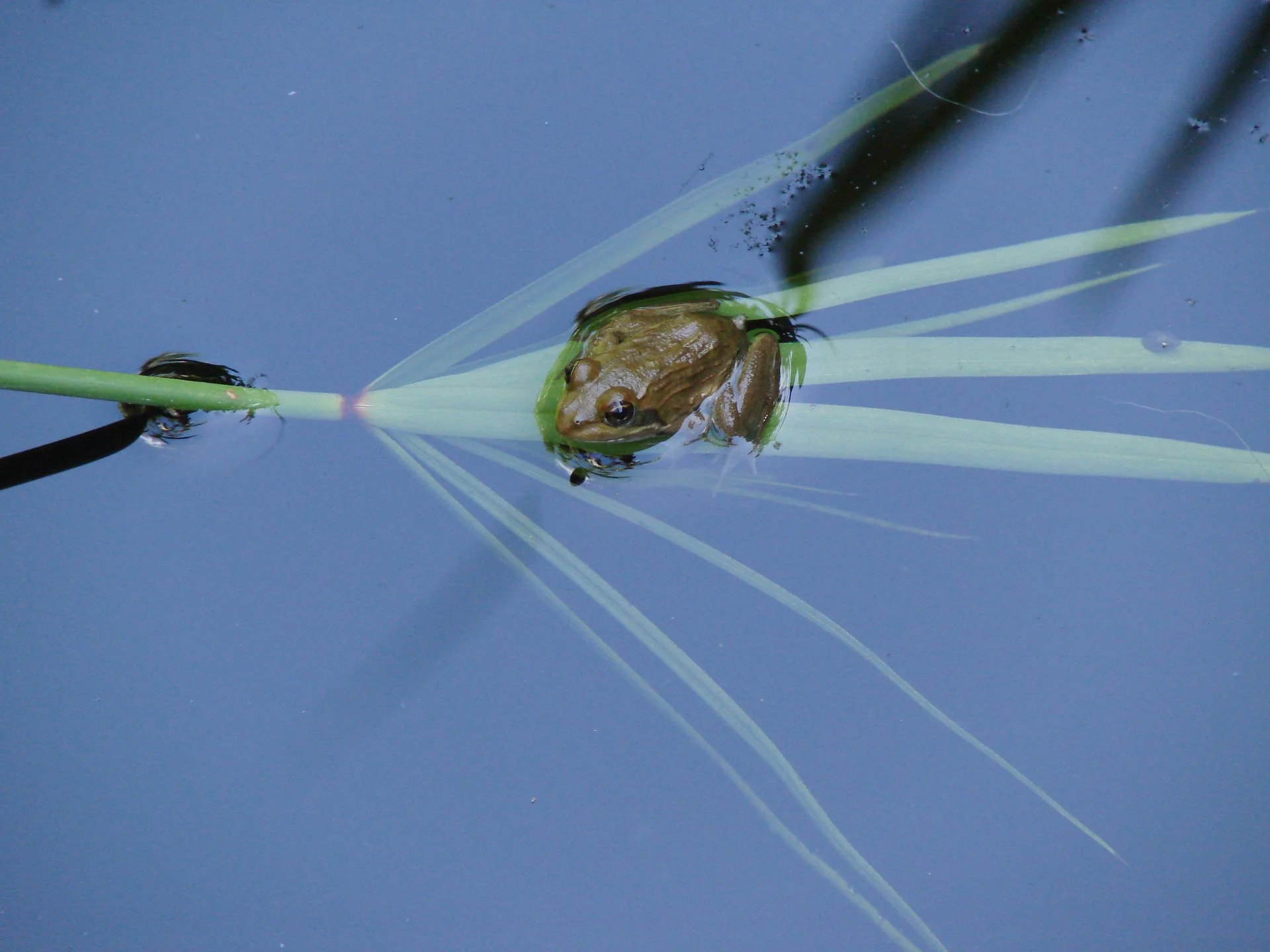Frogs and spiders: often associated with witches in fairytales. You know what witches DON'T have a problem with? Flies and mozzies.