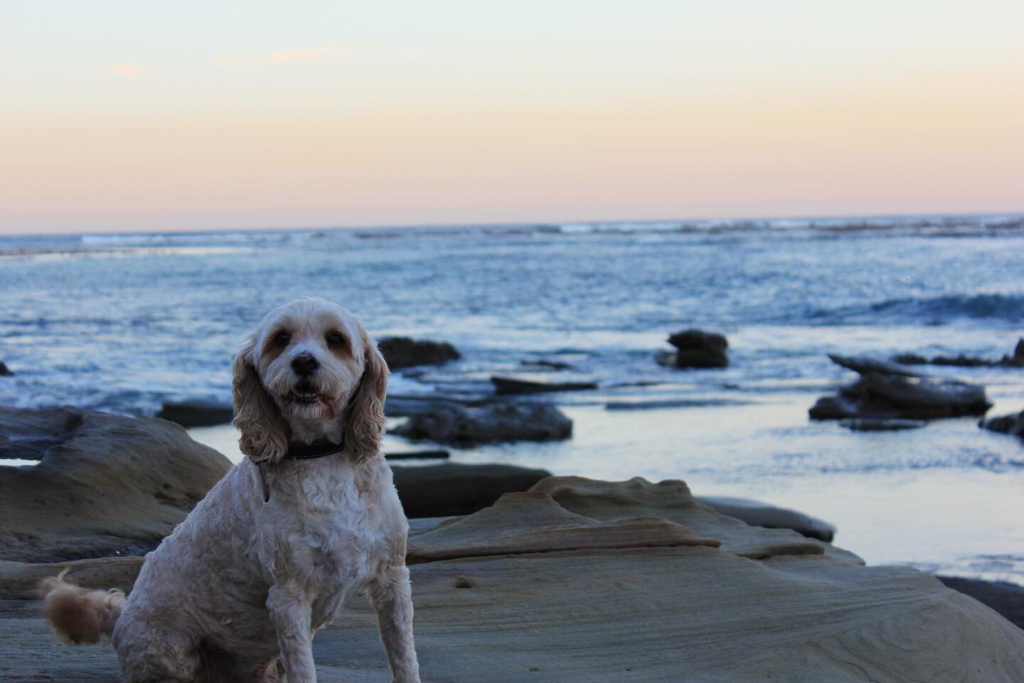 The boy on this afternoon walk 
.
.
.
.
#dog #dogsofinstagram #malemodel #doglovers #cavoodle #cavdoolesofinstagram