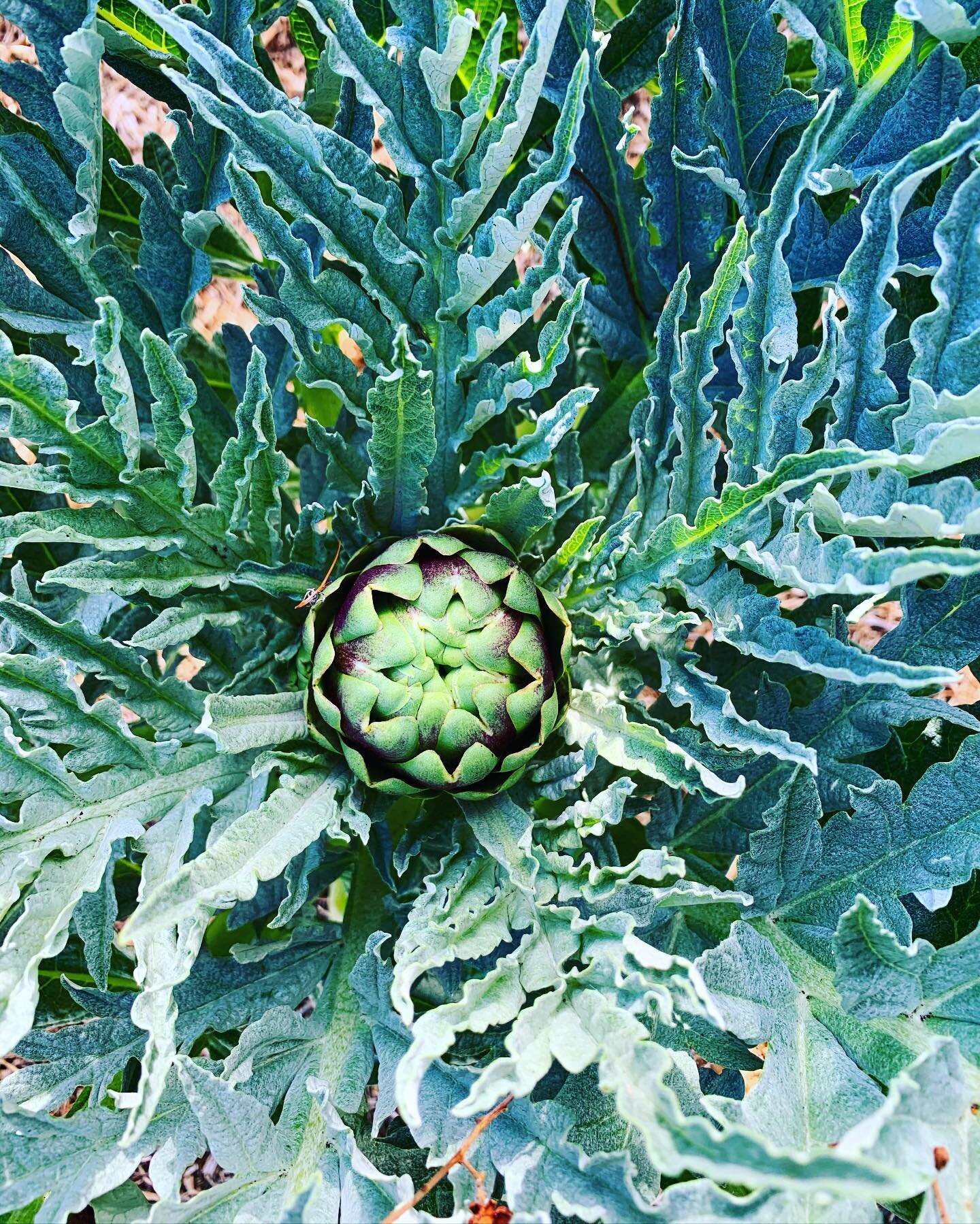 First of this years artichokes just poking through. I love growing these plants  they are so sculptural in the garden with the greyish foliage...and there also damn tasty🍽🍽
,
.
.
#chefsgarden #artichoke #organicgardening #gardeningaustralia #vegeta