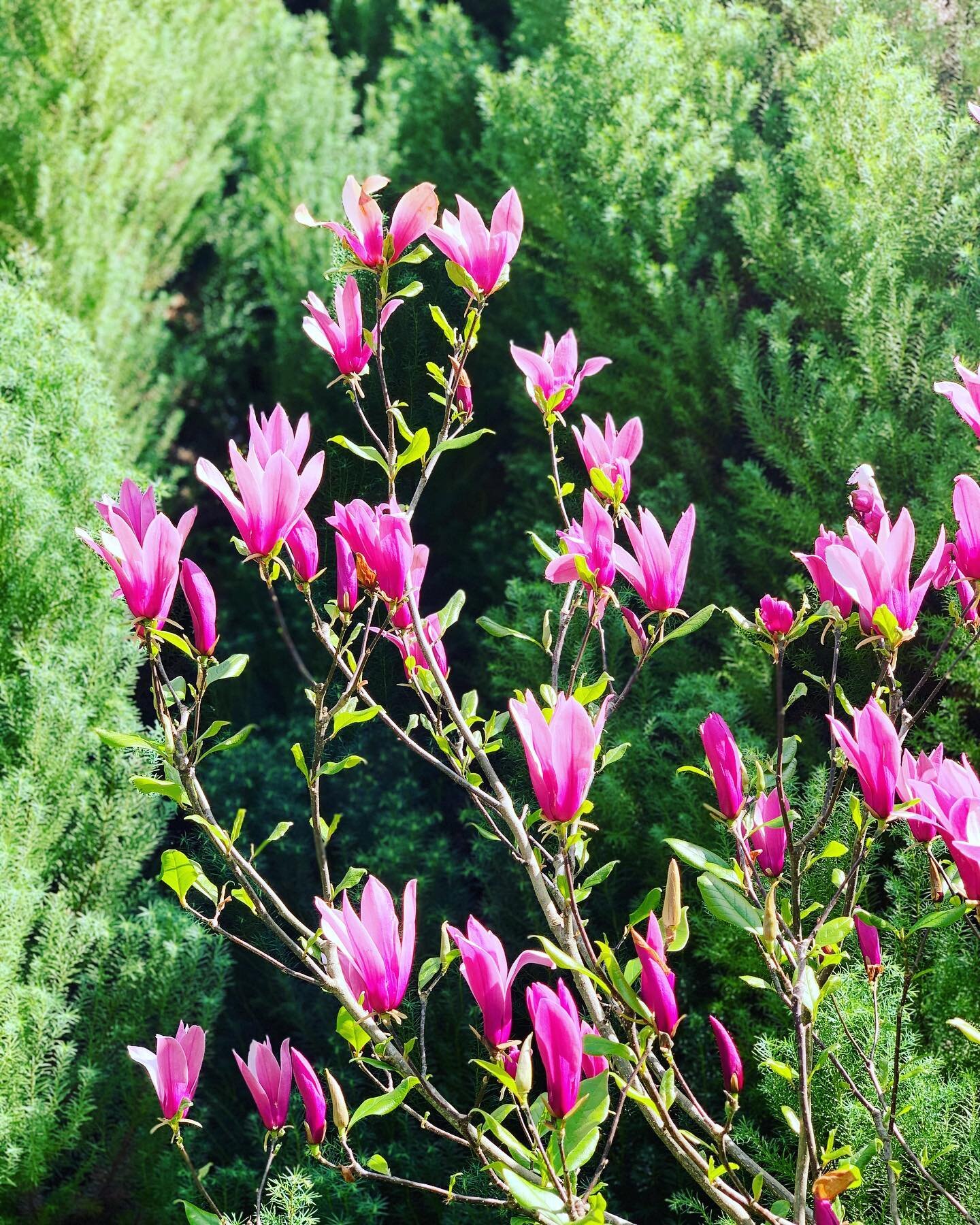 Yet Another garden shot...when we brought the Bundanoon place in the middle of winter my next door neighbor said that this was a beautiful magnolia, boy he was right! @highlands_designco 
.
.
.
#garden #magnolia #southernhighlands #bundanoon #newgard