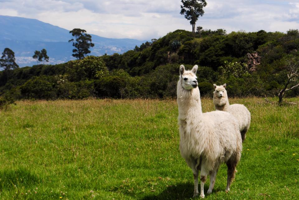 Andean posture