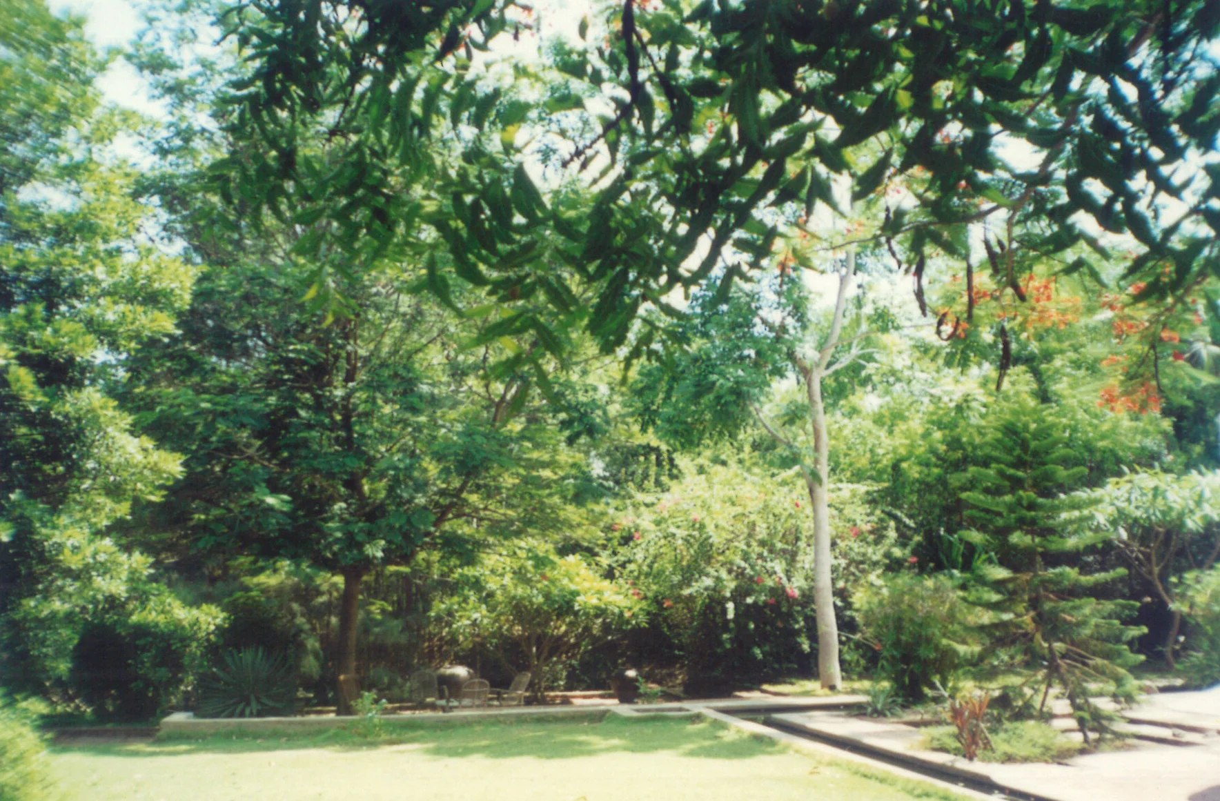 PARTIAL VIEW SOUTH SIDE IGOR'S GARDEN 2 jpg.jpg