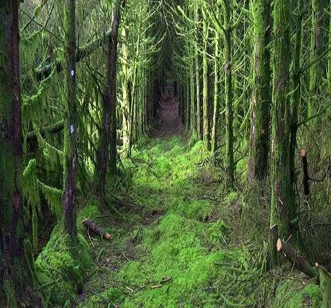 forest.jpg