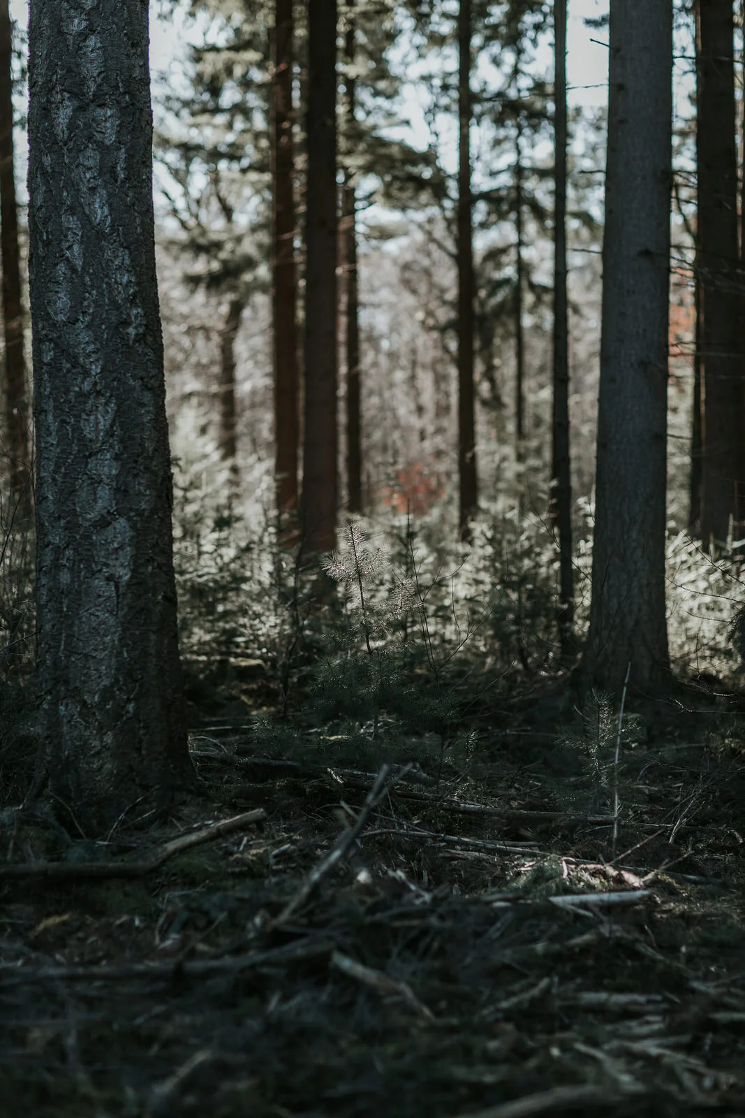 _X7A0234.jpg