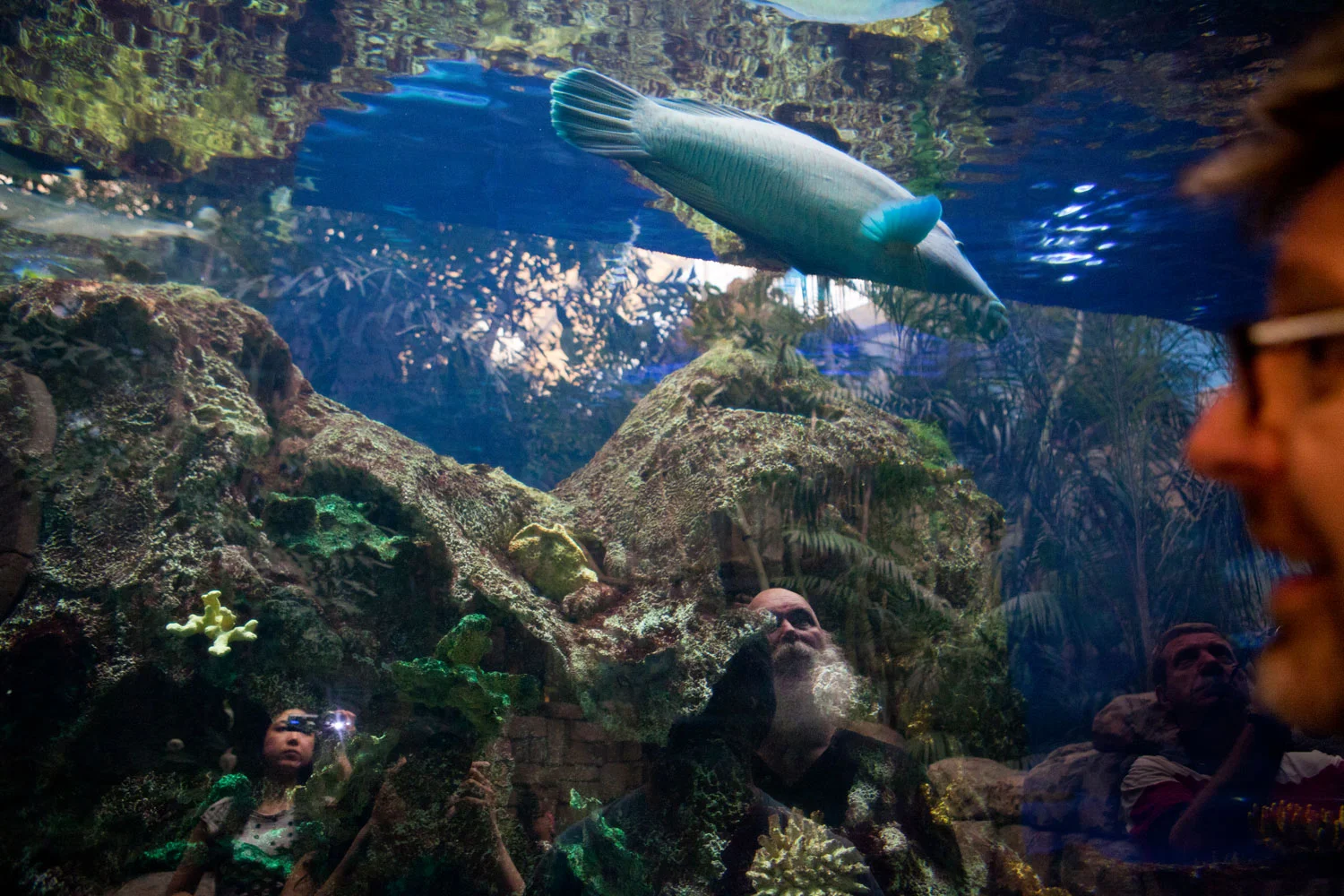 Shark Reef Aquarium