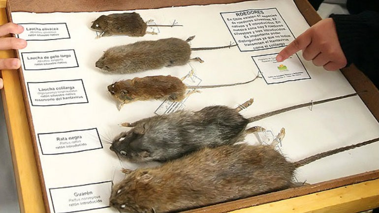 SEREMI DE SALUD REFUERZA CAMPAÑA DE PREVENCIÓN DE HANTA VIRUS