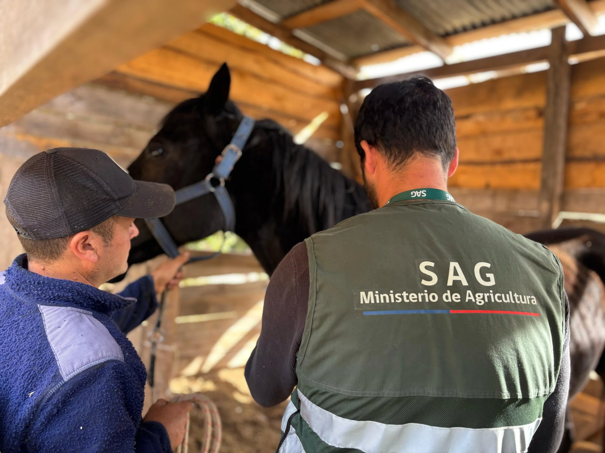 SAG Ñuble confirma 7 casos positivos de Anemia Infecciosa Equina y refuerza llamado a reforzar manejo preventivo